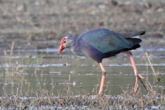 Birding @ Bhigwan (4)