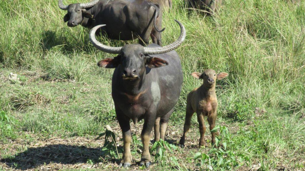 Kaziranga prize… (2) Assam