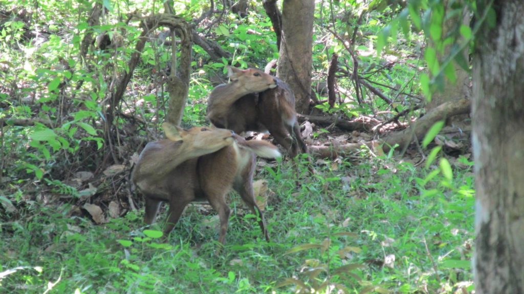 Kaziranga prize… (3) Assam