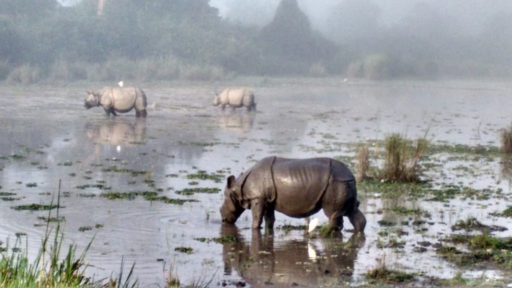 Kaziranga prize… Assam