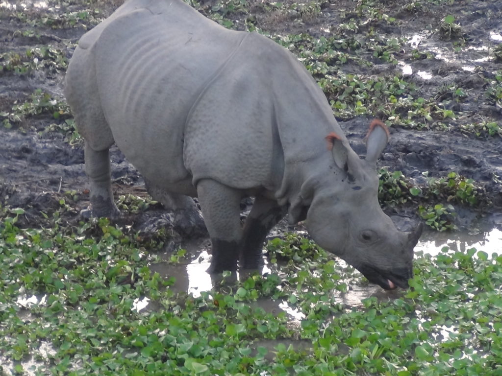 One Horned Rhino at Kaziranga National Park, Assam